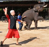 darts elephant